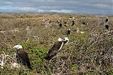 Magnificent Frigatebirdborder=